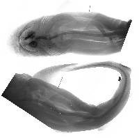 Carcharhinus leucas image
