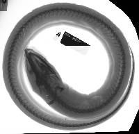 Synbranchus marmoratus image