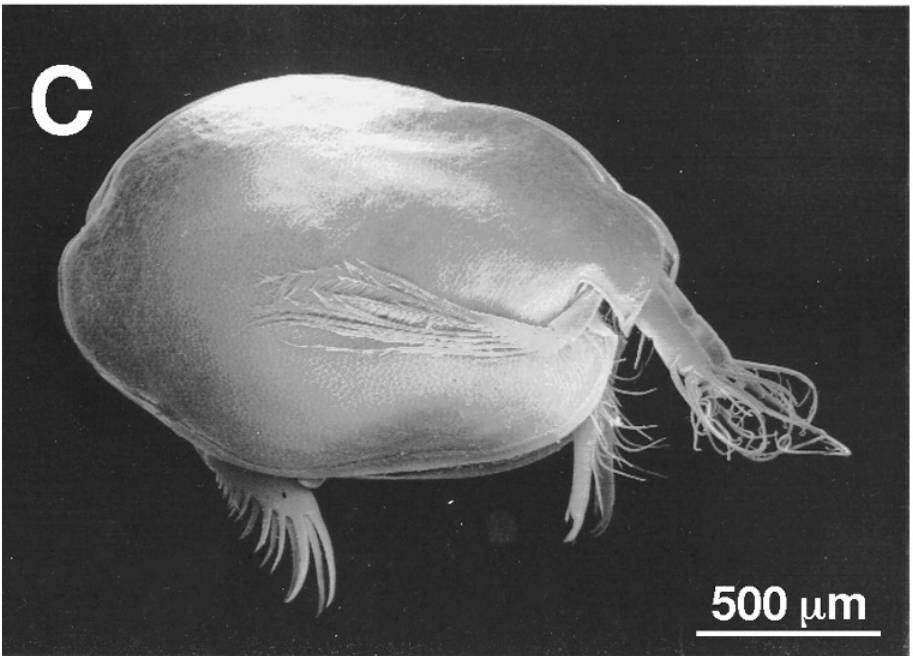 Photeros parasitica image