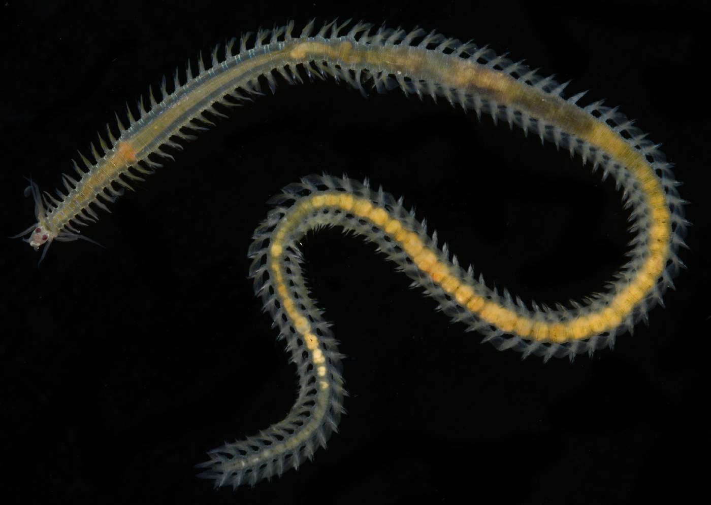 Phyllodocidae image