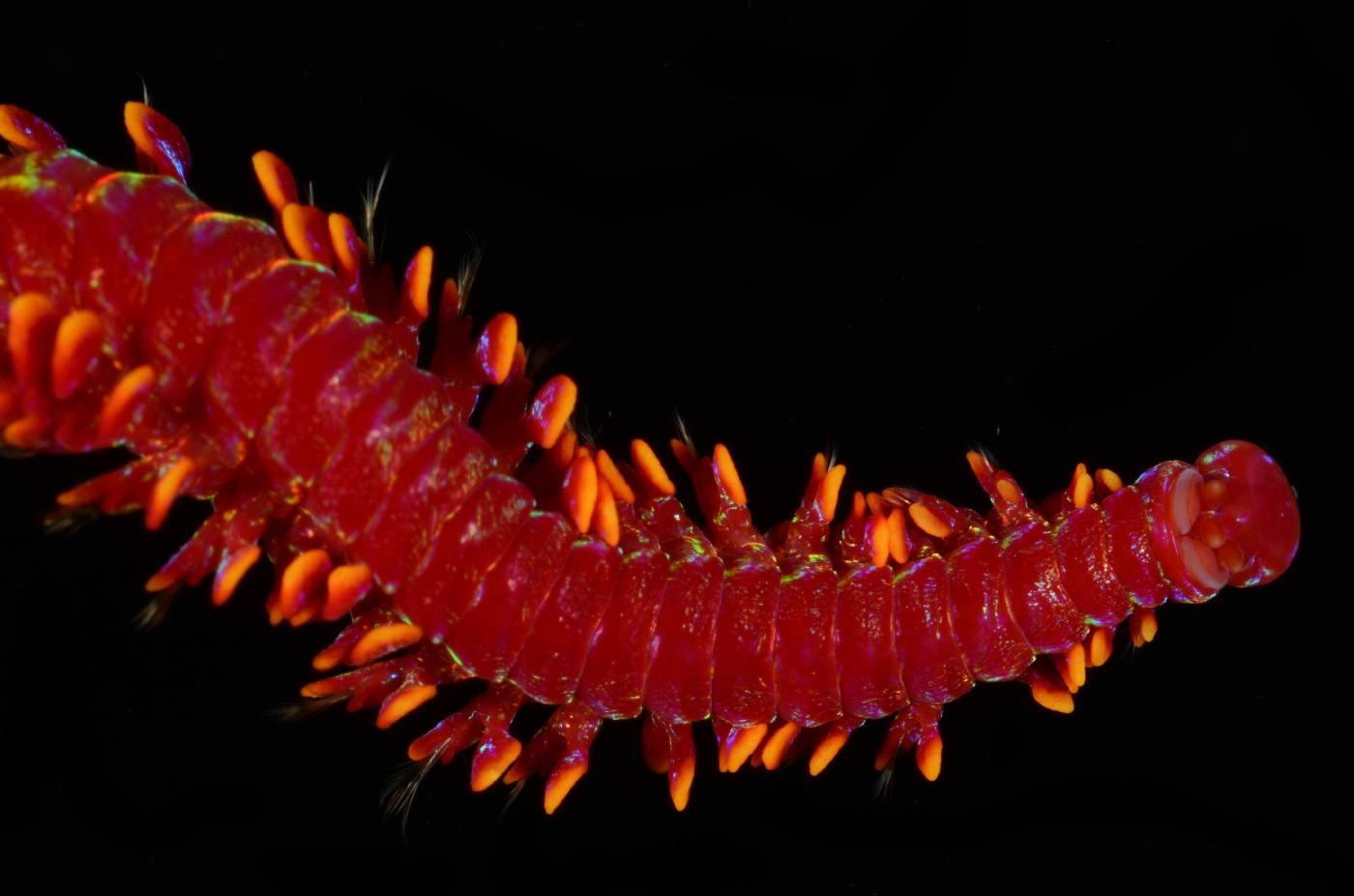 Oenonidae image