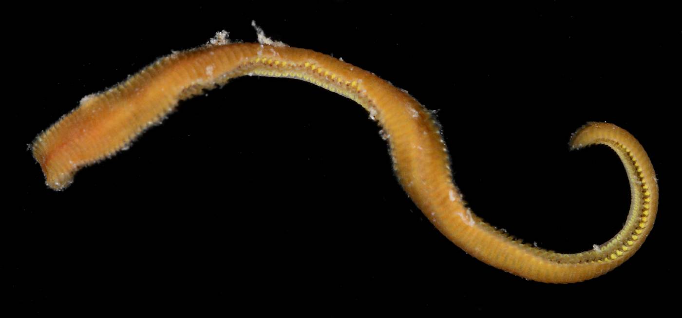 Chrysopetalidae image
