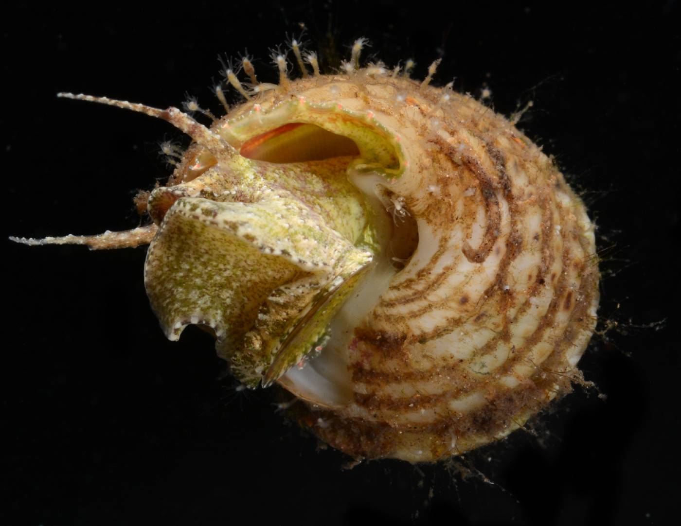 Hydractiniidae image