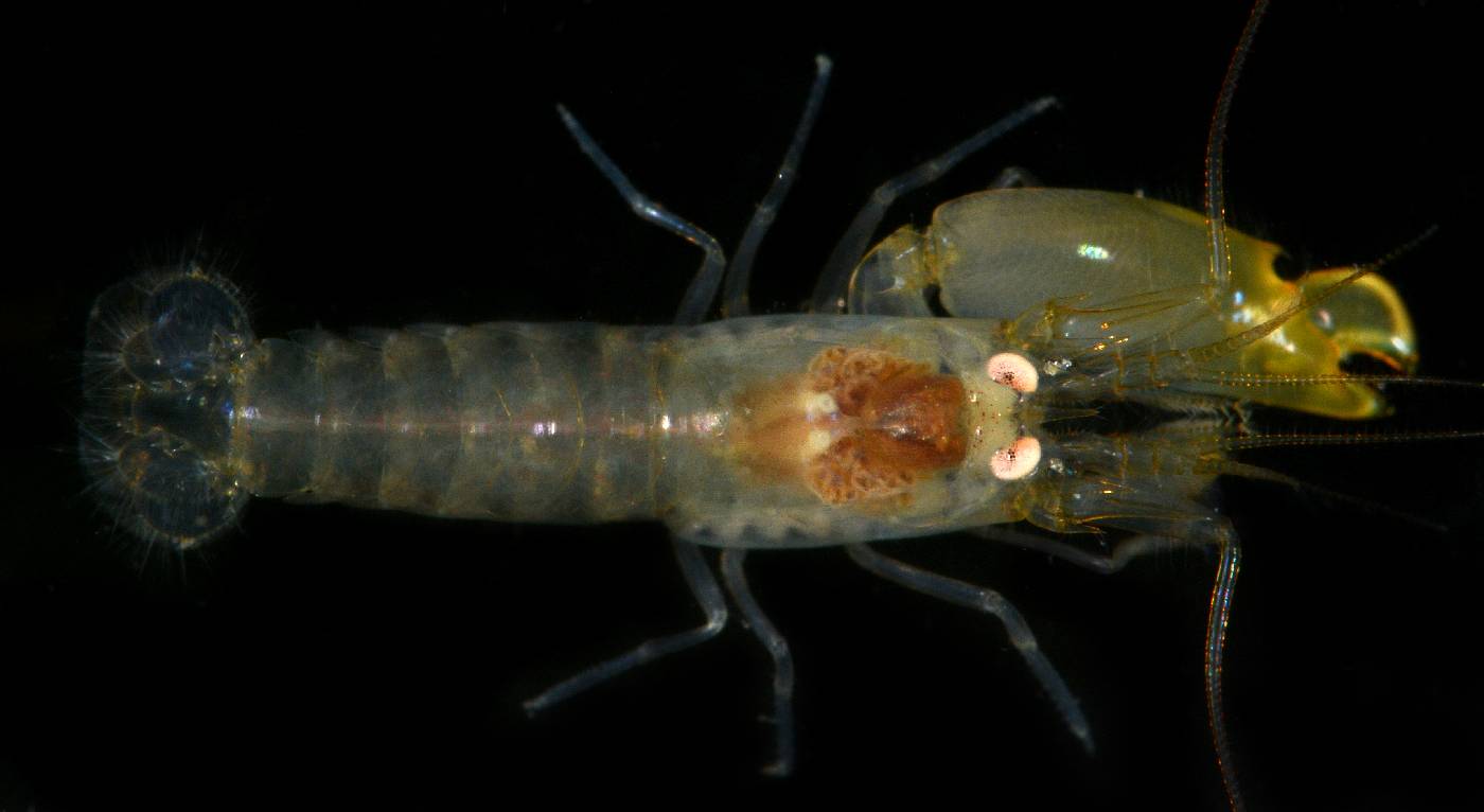 Synalpheus apioceros image