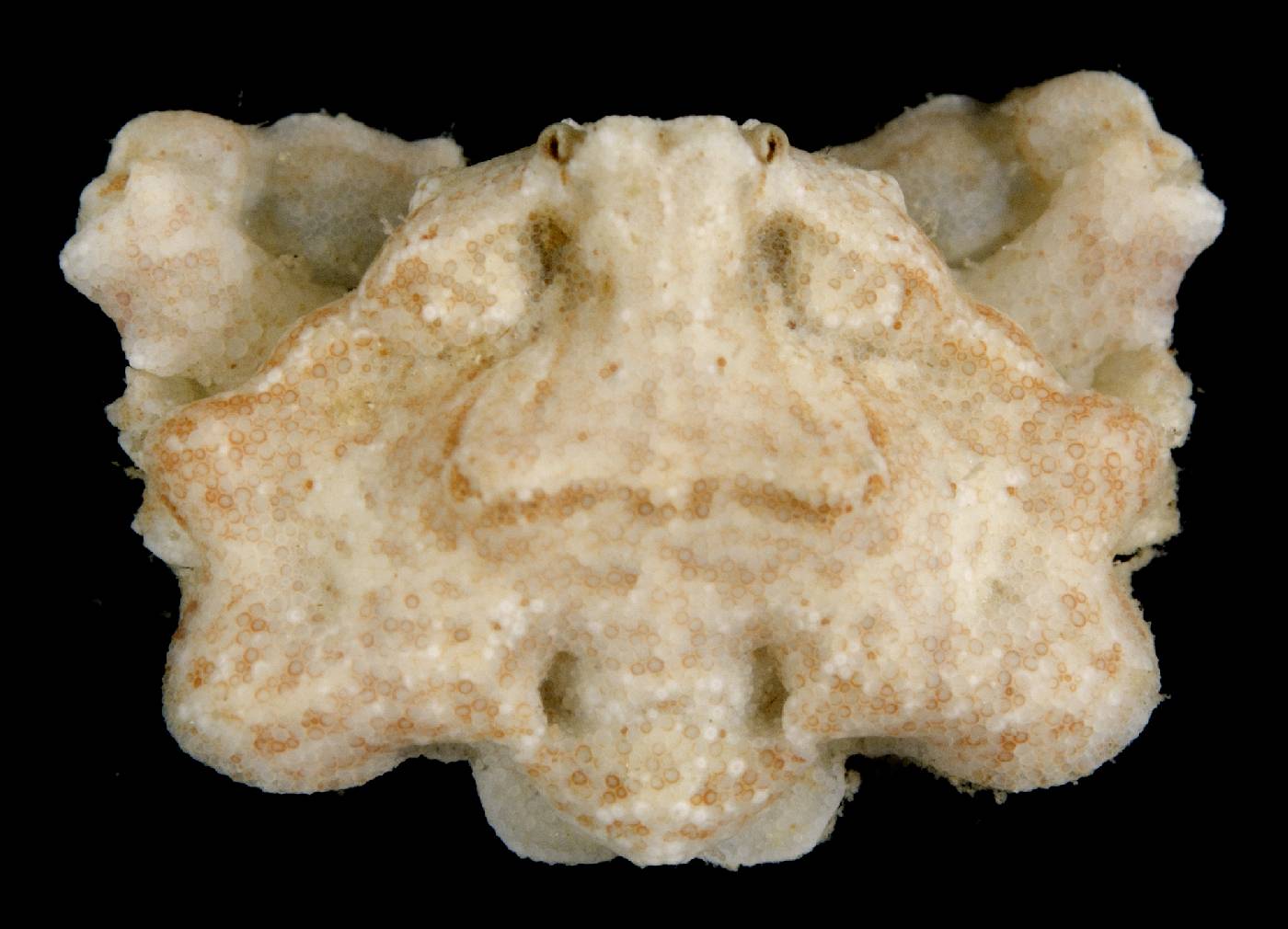 Speloeophorus pontifer image
