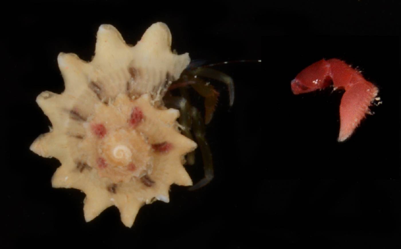Anisopagurus pygmaeus image