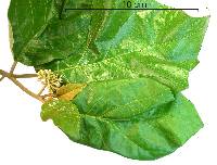 Solanum hayesii image