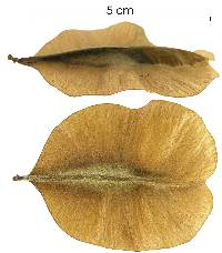 Fissicalyx fendleri image