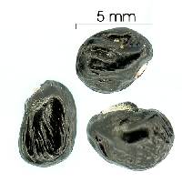 Tetracera hydrophila image
