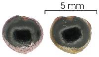 Trichostigma octandrum image