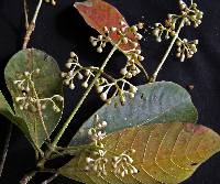 Image of Elaeagia nitidifolia