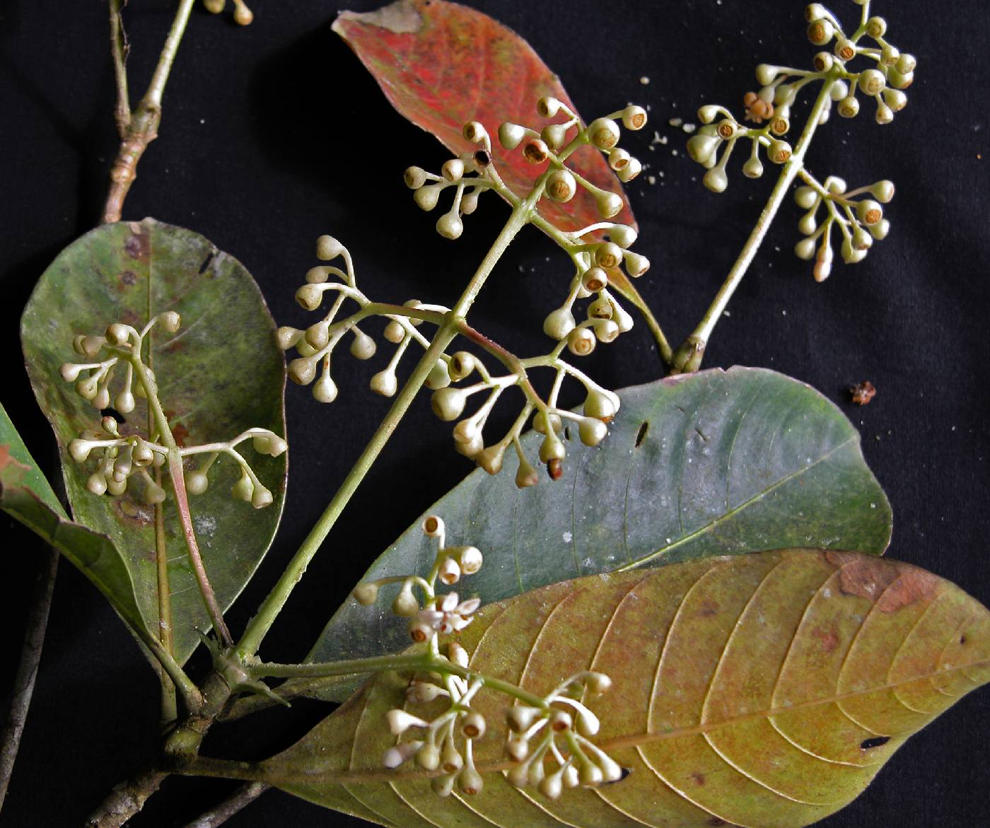 Elaeagia nitidifolia image