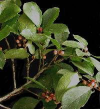 Image of Ficus colubrinae