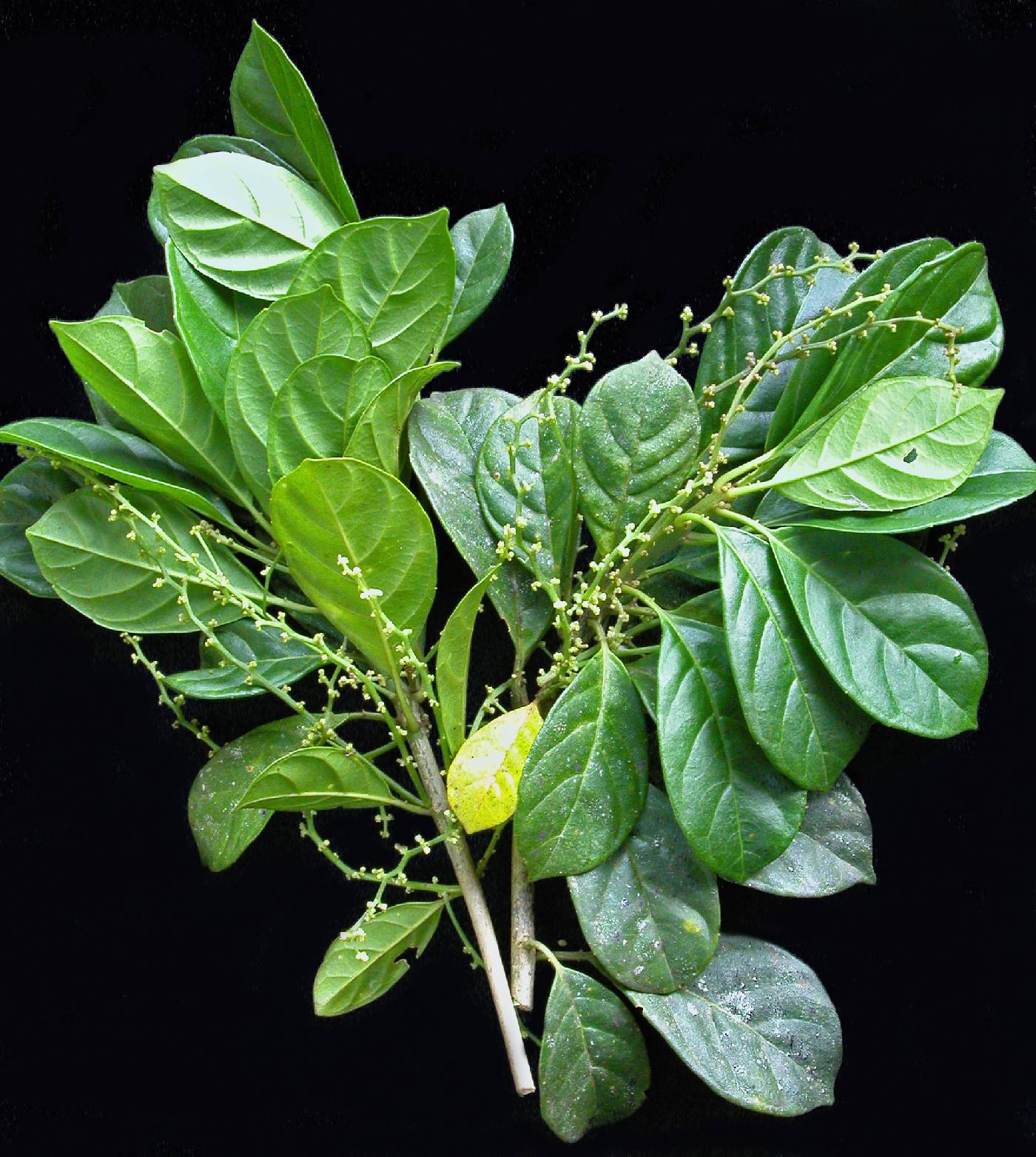 Tetrorchidium gorgonae subsp. robledoanum image