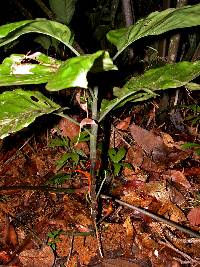Image of Chamaedorea correae