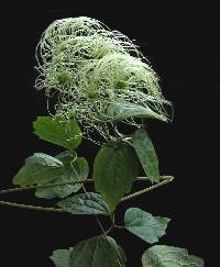 Clematis acapulcensis image