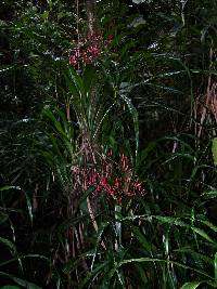 Pitcairnia valerioi image
