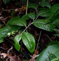 Burmeistera tenuiflora image