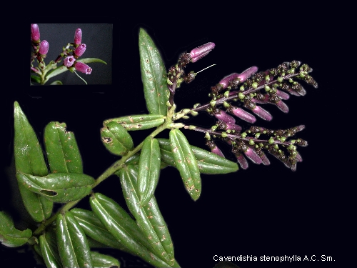 Cavendishia stenophylla image