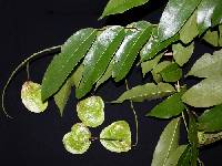 Image of Pterocarpus officinalis