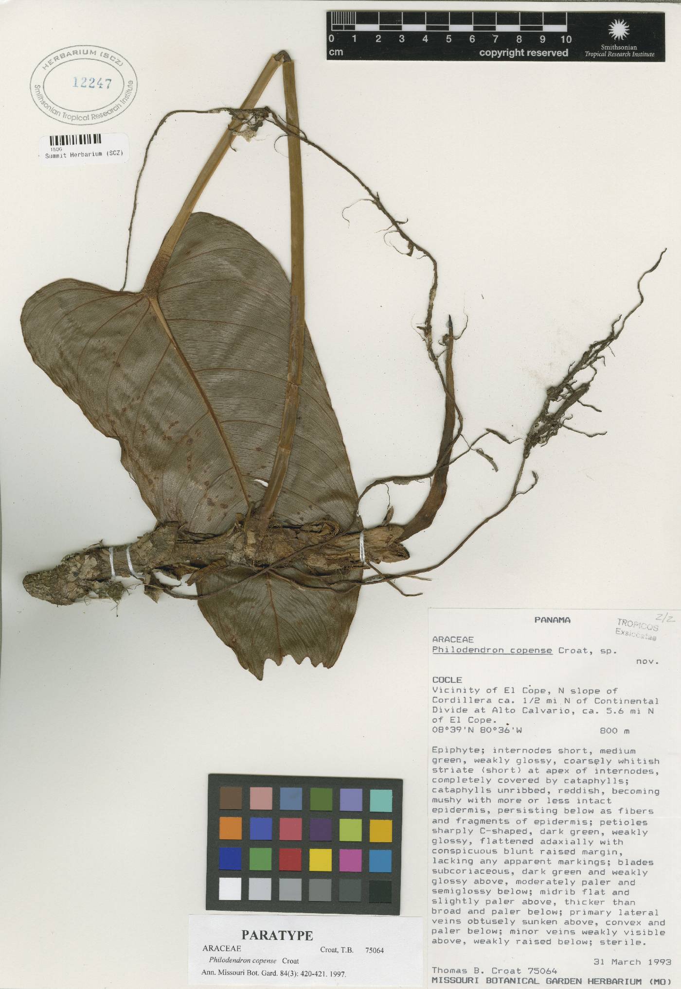 Philodendron copense image