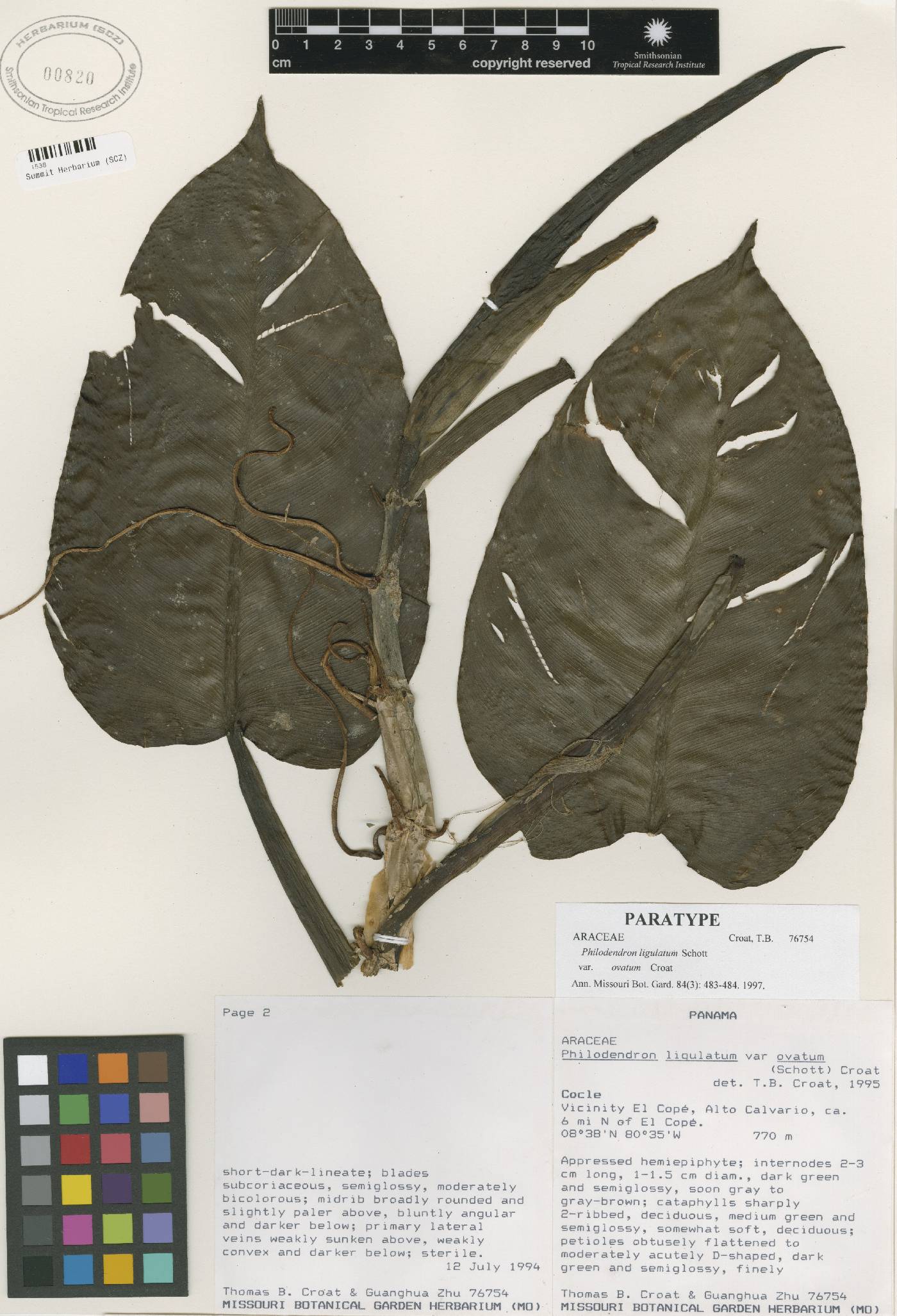 Philodendron ligulatum image