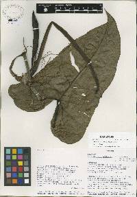 Image of Philodendron wilburii var. willburii