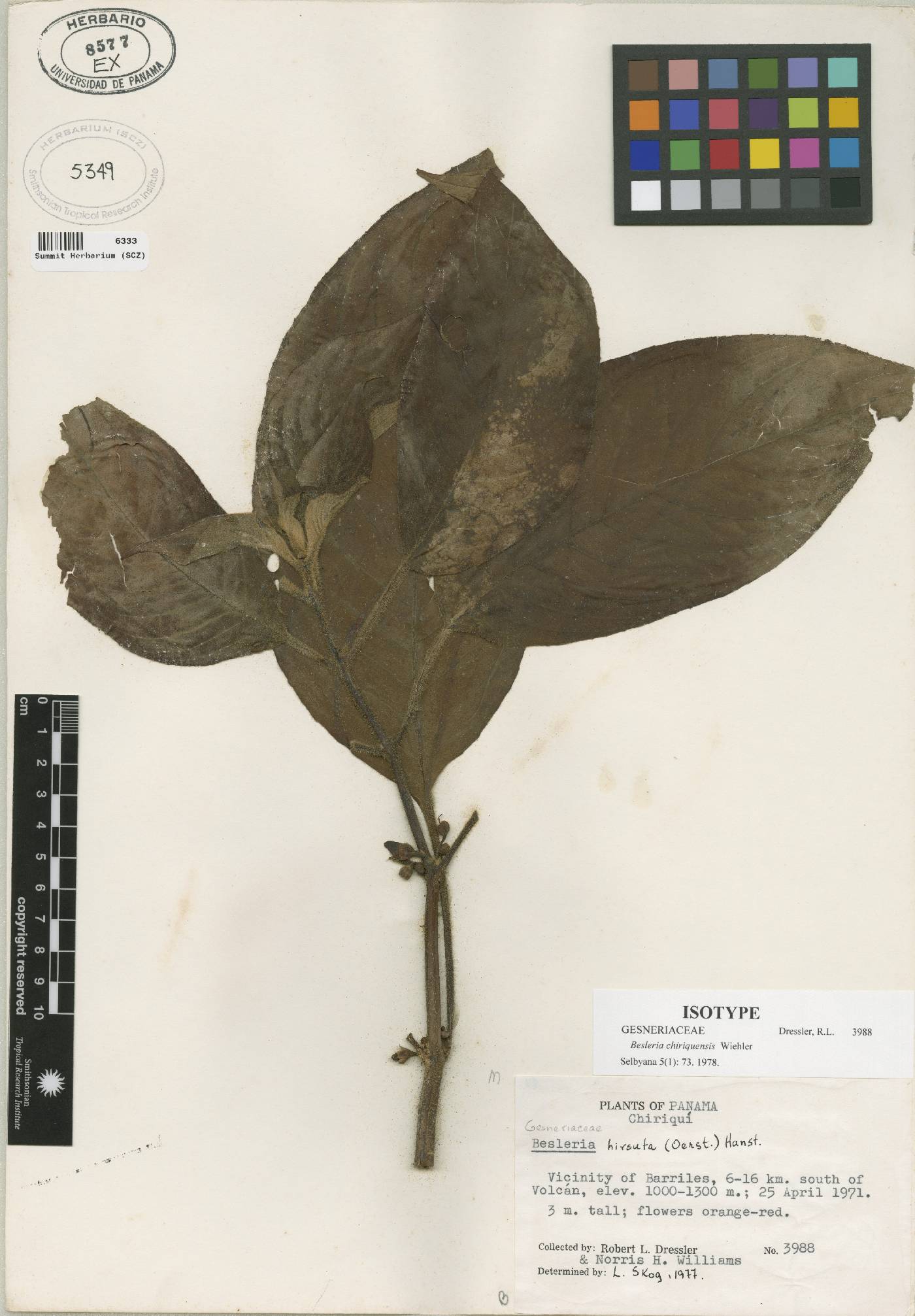 Besleria chiriquensis image