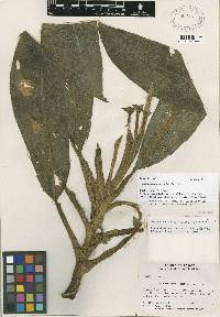 Image of Dieffenbachia obscurinervia
