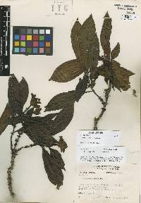 Image of Psychotria elata