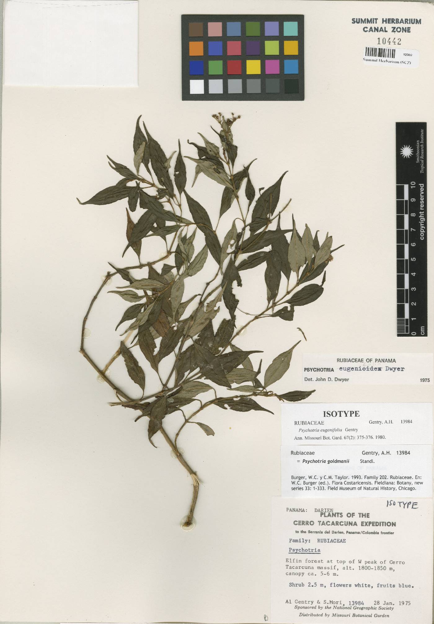 Psychotria goldmanii image