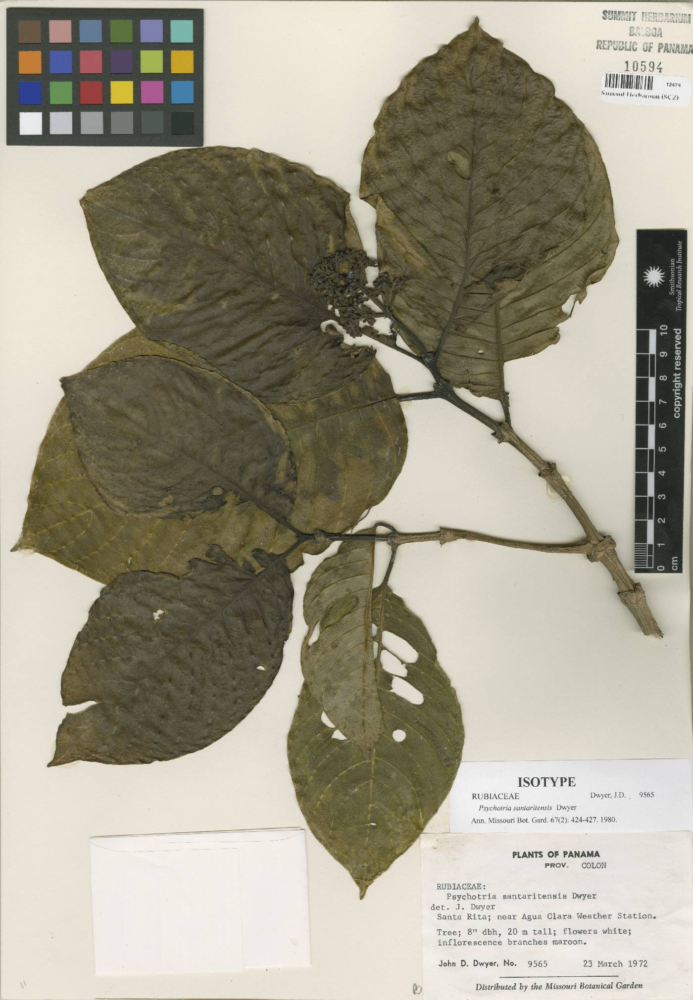 Psychotria santaritensis image