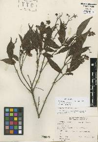 Image of Rondeletia salicifolia