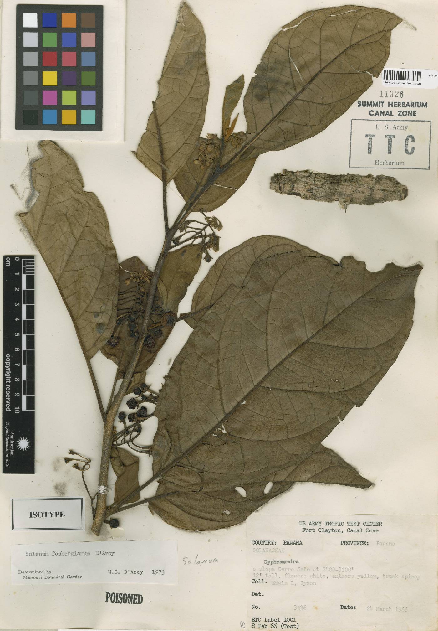 Solanum fosbergianum image