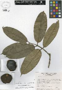 Plinia cerrocampanensis image