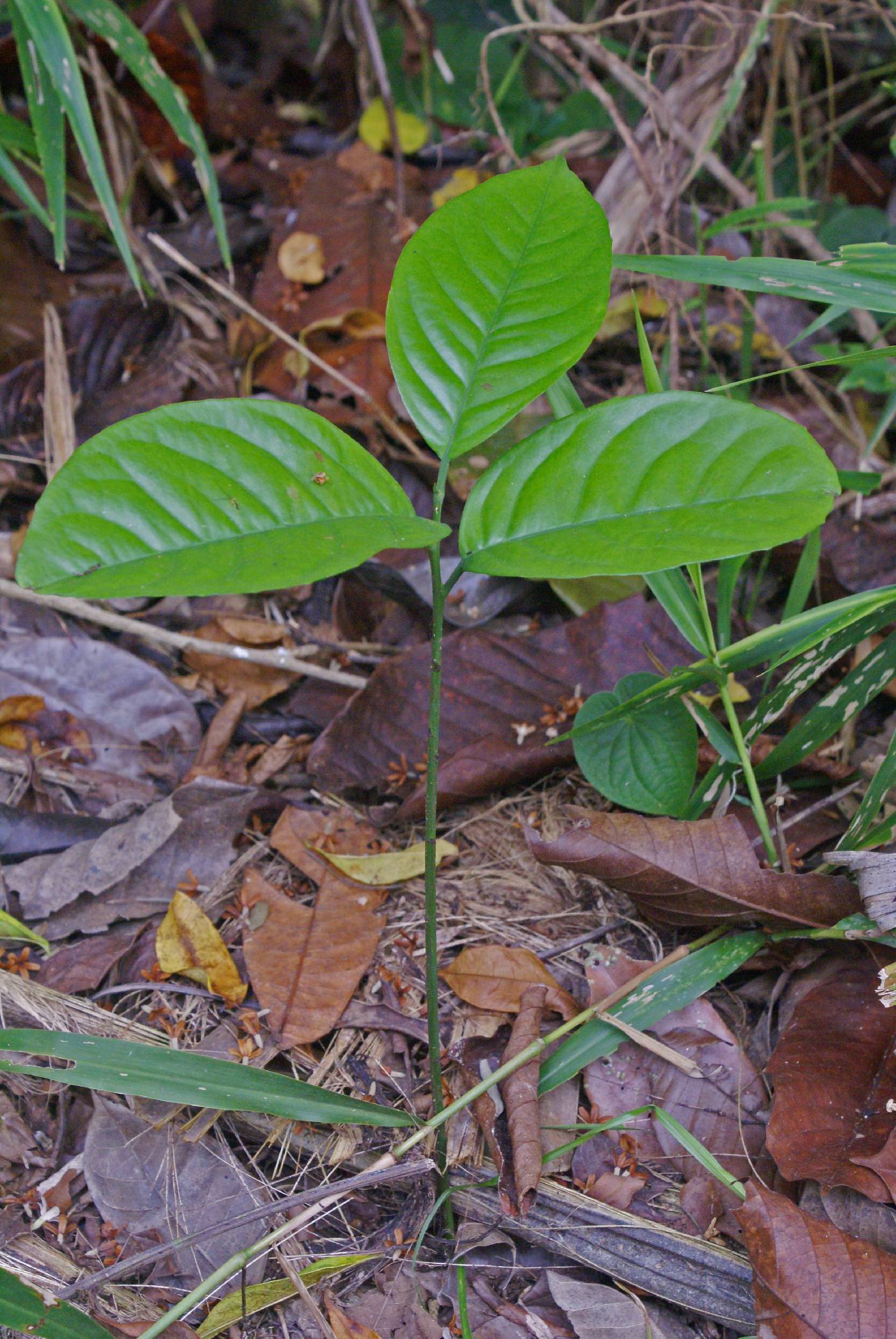 Tontelea passiflora image
