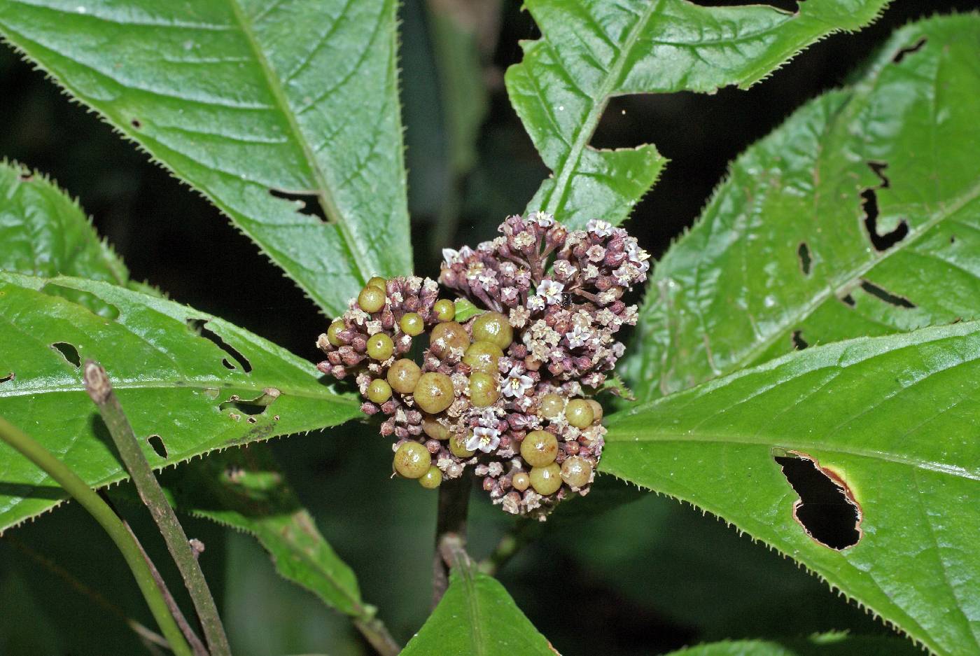 Ardisia pellucida subsp. pellucida image