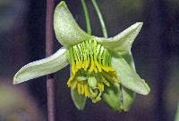 Passiflora coriacea image