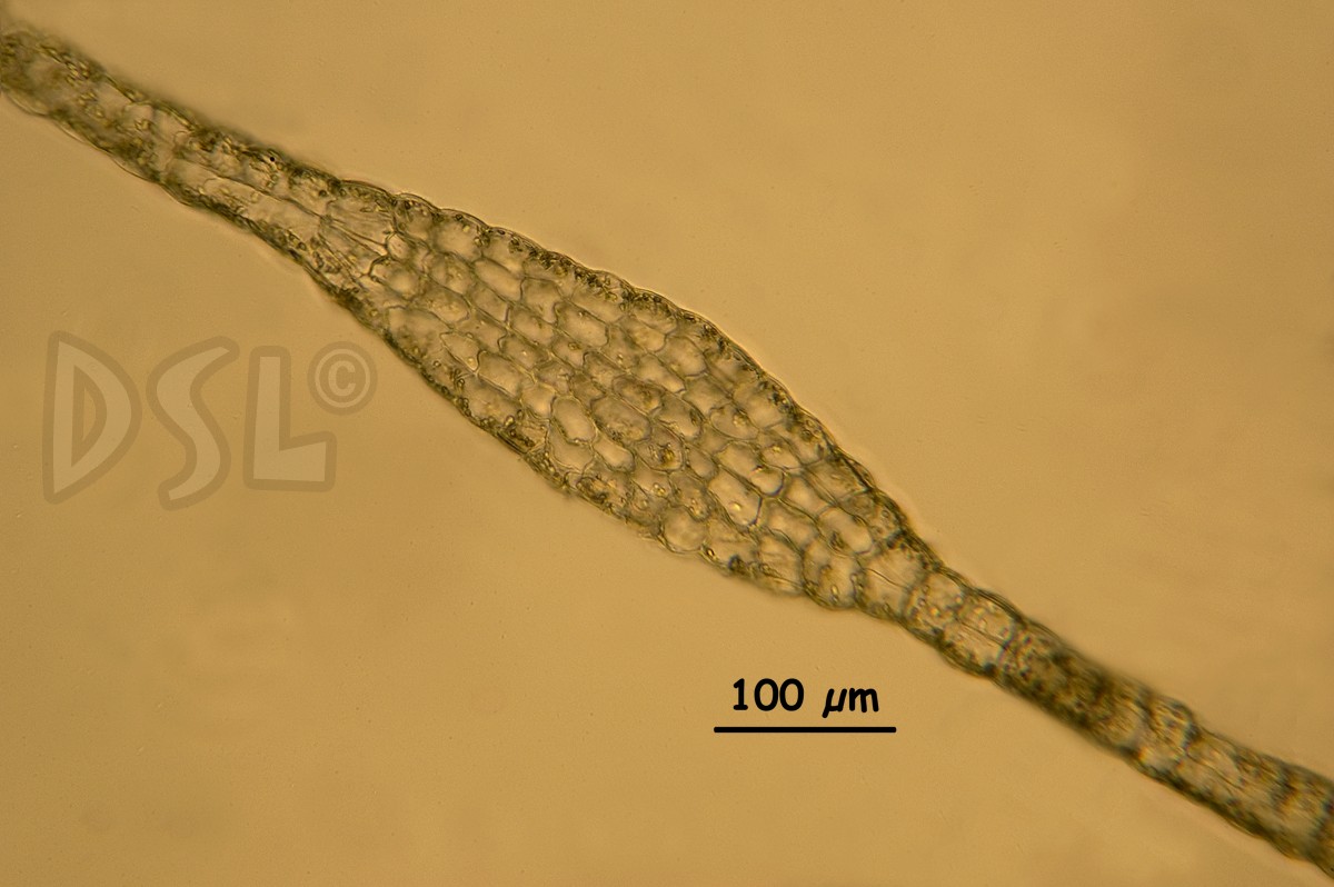 Dictyotaceae image