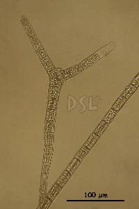 Image of Sphacelaria rigidula