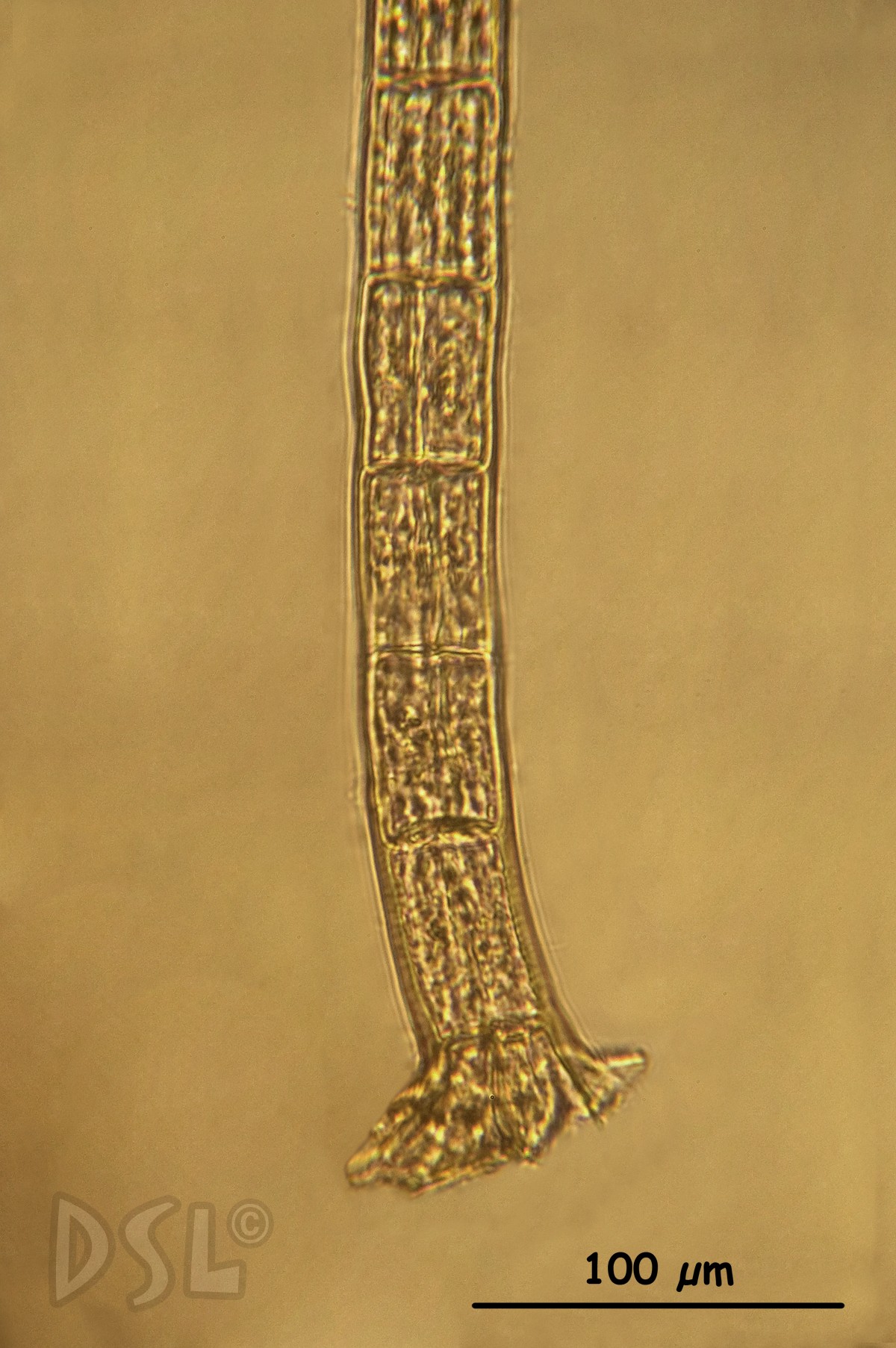 Sphacelariaceae image