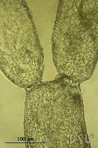 Image of Chlorodesmis caespitosa