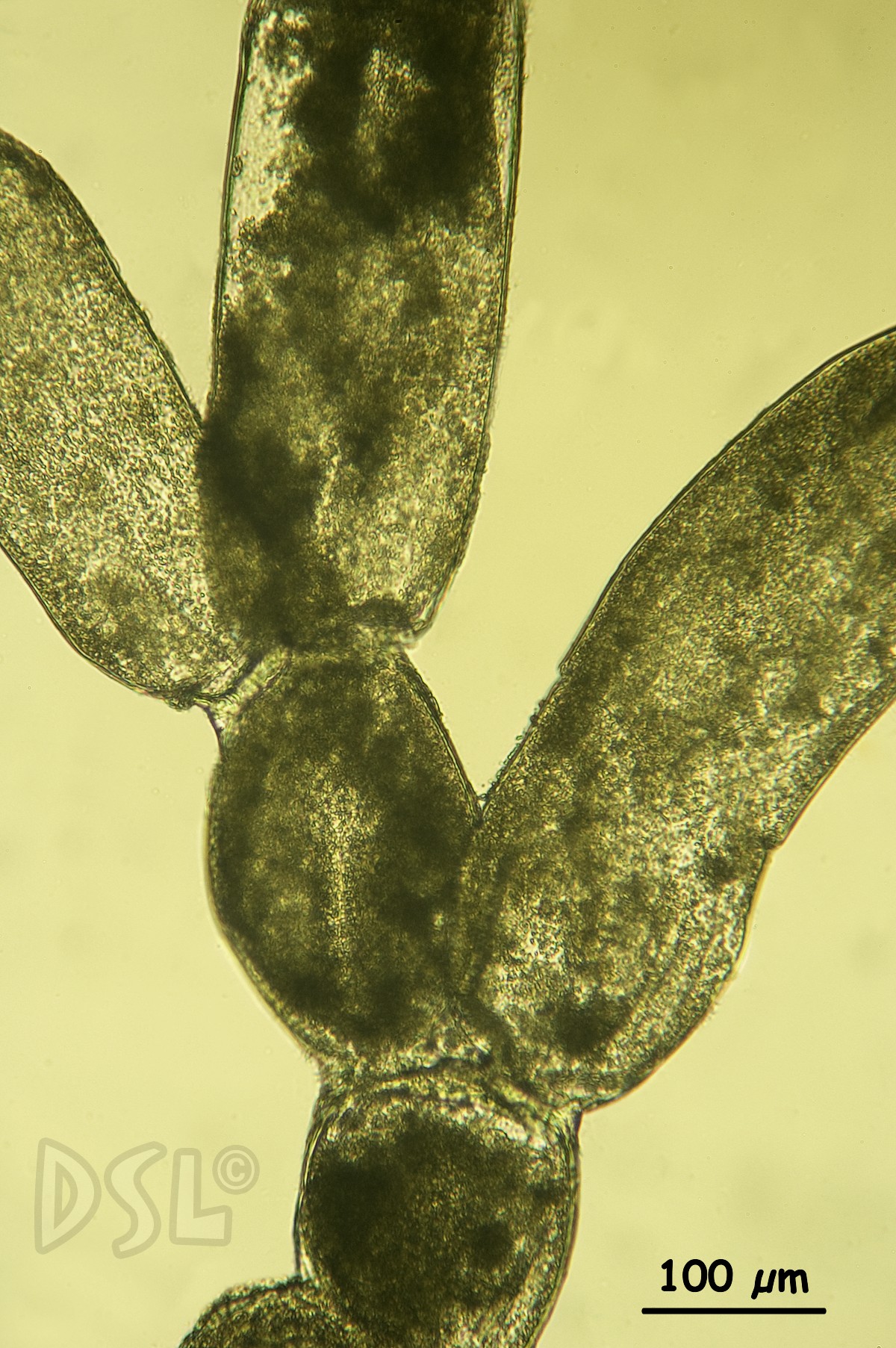 Chlorodesmis caespitosa image