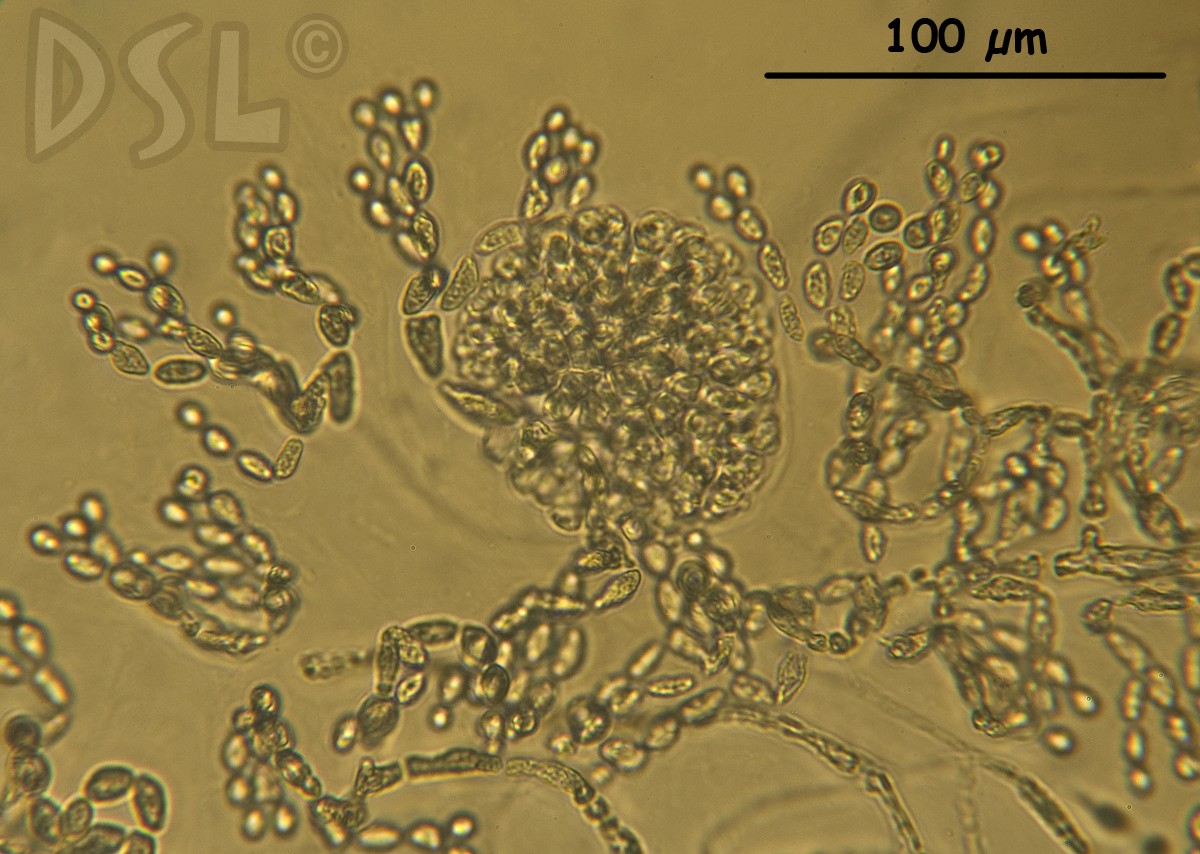 Acrosymphytaceae image