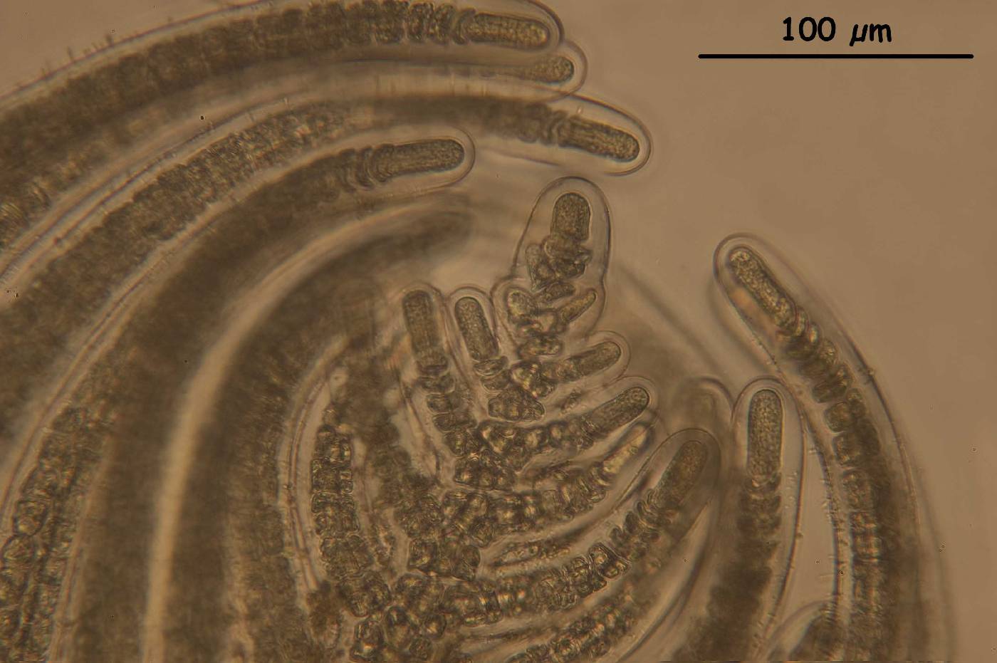 Bostrychia calliptera image