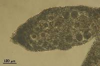 Chondria platyclada image