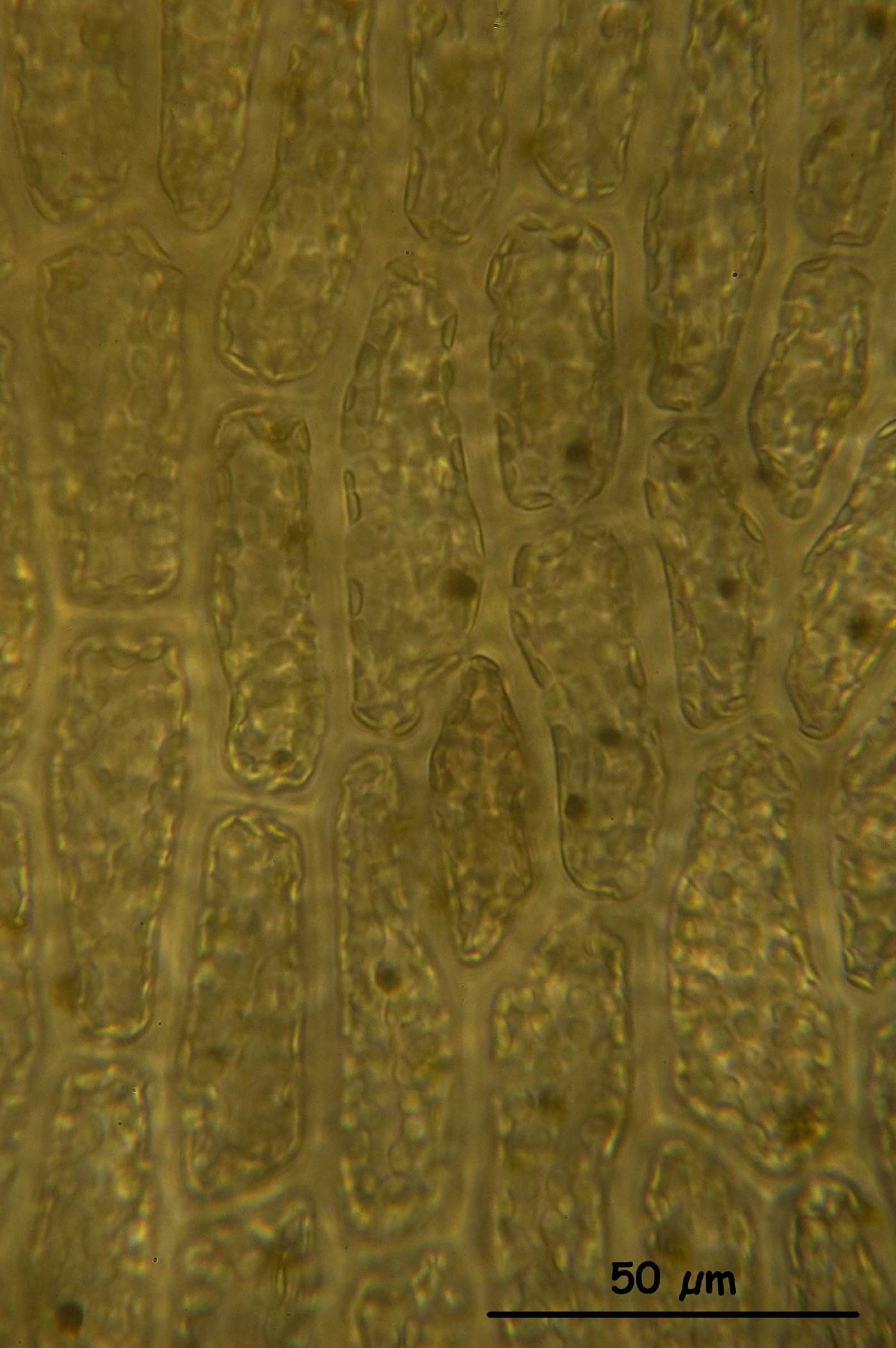 Chondria platyclada image