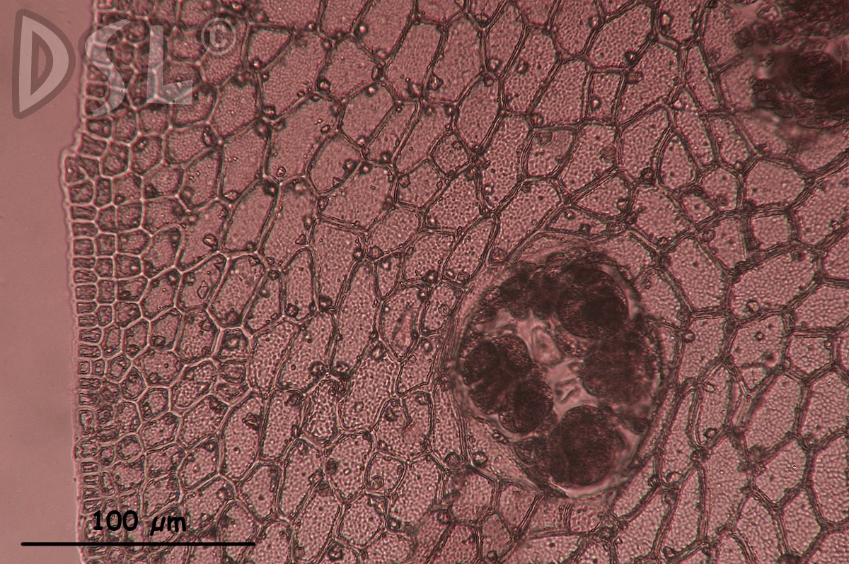 Grinnellia lanceolata image