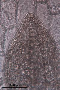 Hypoglossum attenuatum image