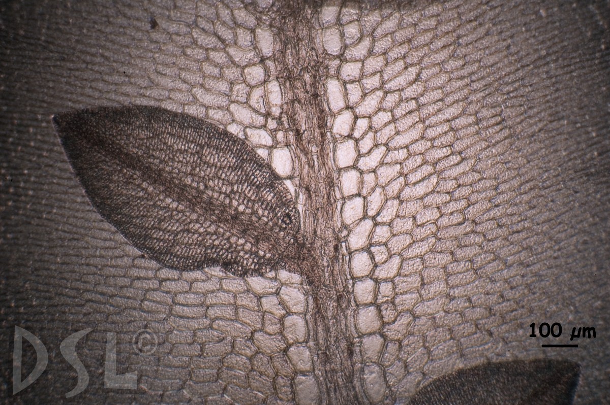 Hypoglossum attenuatum image